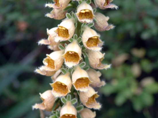 Digitalis ferruginea / Digitale ferrugginosa, Digitale bruna